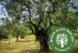 World_Olive_Tree_Day