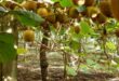 aktinidia_artas