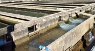 ixtiogennitikos-louros