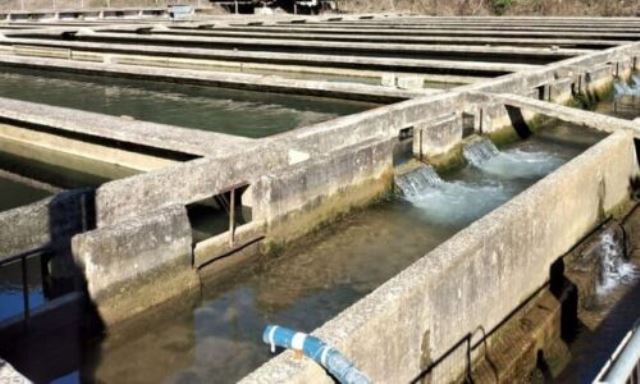 ixtiogennitikos-louros