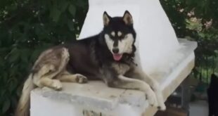 oliver-skilos-viasmos