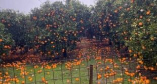 arta-xorafia-portokalia