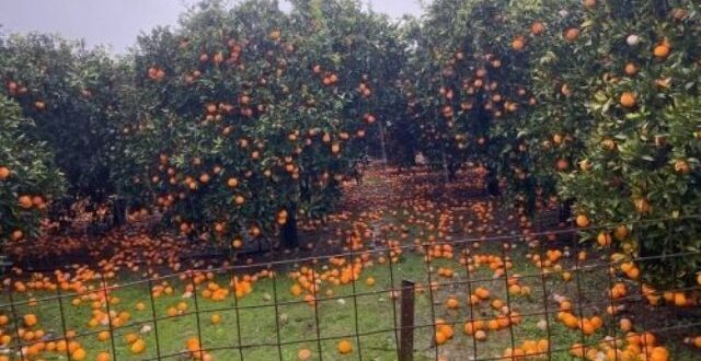 arta-xorafia-portokalia