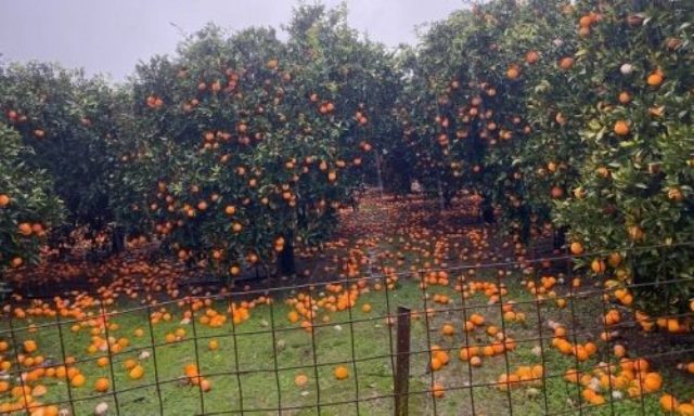 arta-xorafia-portokalia