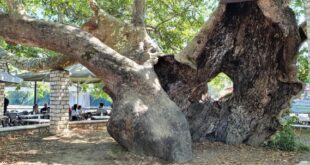 istorikos-platanos-arta