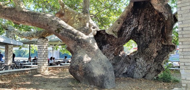 istorikos-platanos-arta