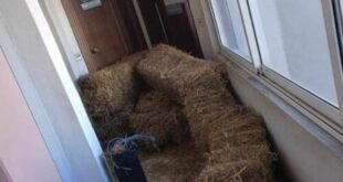 demata-trifilli-giogiakas