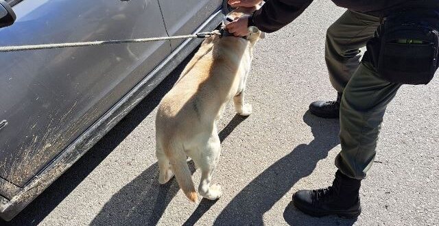 dimotiki-astynomia-ioannina-skilia