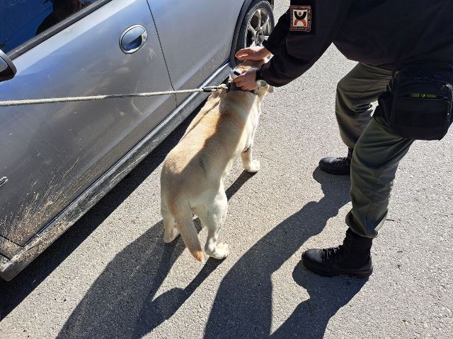 dimotiki-astynomia-ioannina-skilia