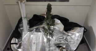 thesprotia-narkotika