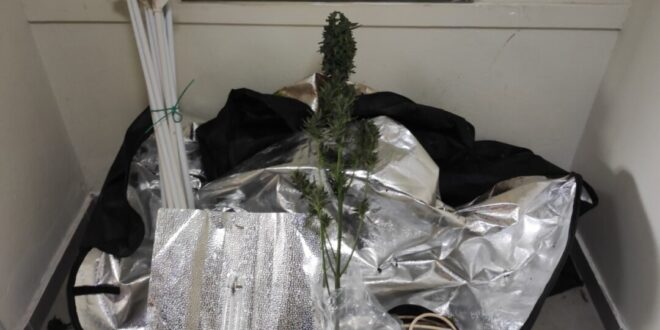 thesprotia-narkotika