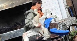 louros-pelargos-xtupimenos