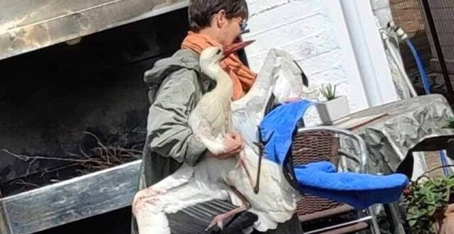 louros-pelargos-xtupimenos