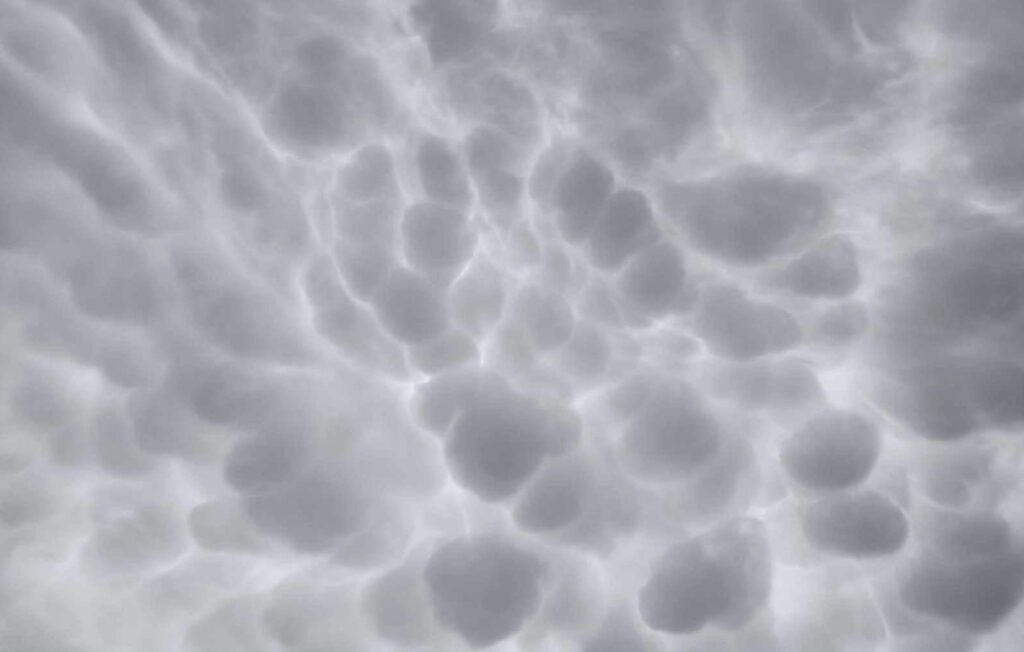 SINNEFA-MAMMATUS