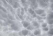SINNEFA-MAMMATUS