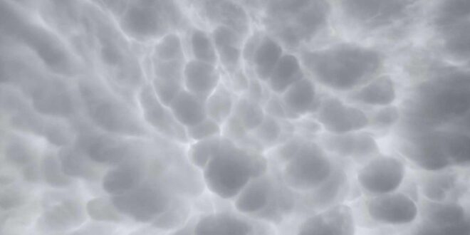 SINNEFA-MAMMATUS