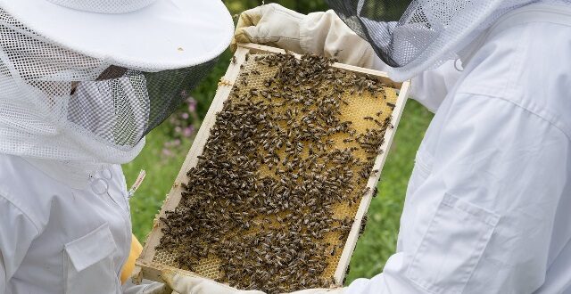 melissokomia-melissokomoi