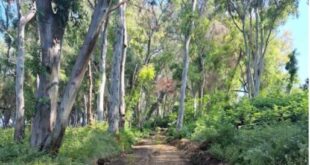 dasos-monolithioy-preveza