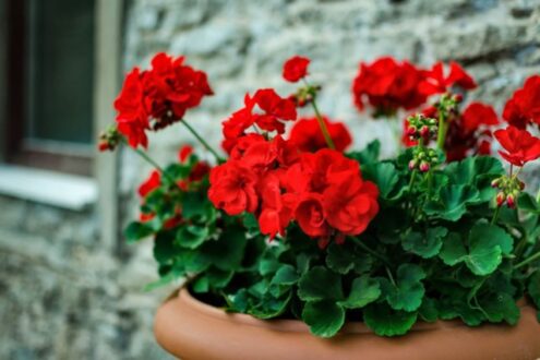 geraniums-louloudia-fyta