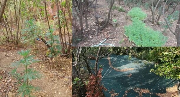 xasisofyteia_thesprwtia