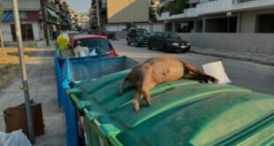 agriogourouno-skoupidia-ioannina