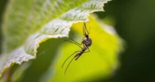 ios-ditikou-neilou-kounoupi