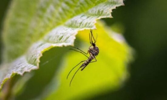 ios-ditikou-neilou-kounoupi