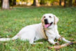 labrador