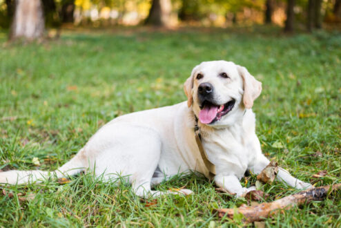 labrador