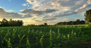 ampeli-oinopoieio-krasi