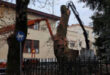 platania-ioannina-dimarxeio