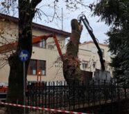 platania-ioannina-dimarxeio