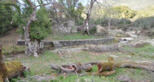 platania-preveza-arrosta