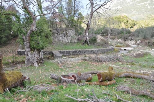 platania-preveza-arrosta