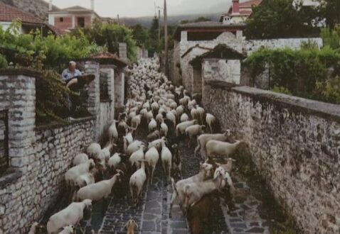 provata--gidia-zagori-oikomouseio