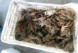 karavida-psarema-apagoreysh