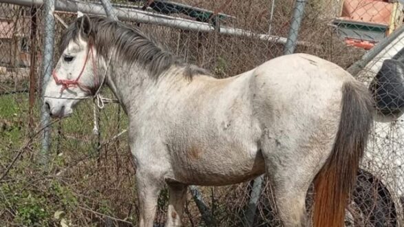 adespoto-alogo-ioannina