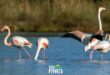 amvrakikos-kolpos-flamingo