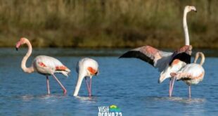 amvrakikos-kolpos-flamingo