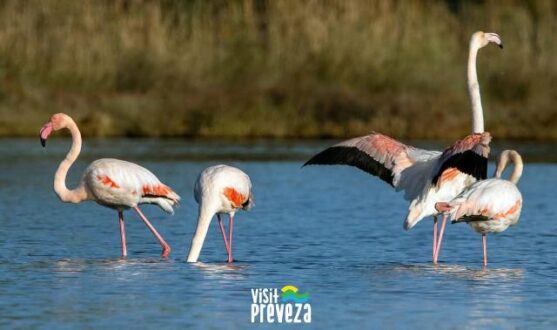 amvrakikos-kolpos-flamingo