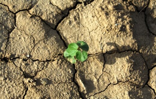 leipsindria-xoma-fyto