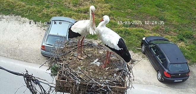 pelargoi-filippiada-13-3