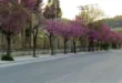 koutsoupies-ioannina