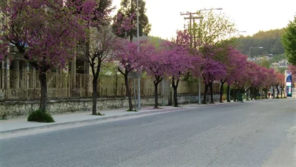 koutsoupies-ioannina