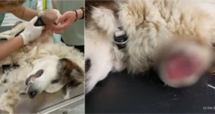 skilos-akrotiriasmos-FILIATES