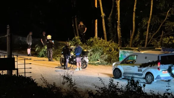 dentra-frontzos-ioannina-23-5