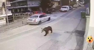 grevena-arkouda-poli