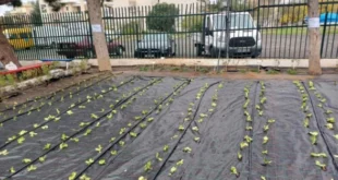 laxanokipos-mathites3