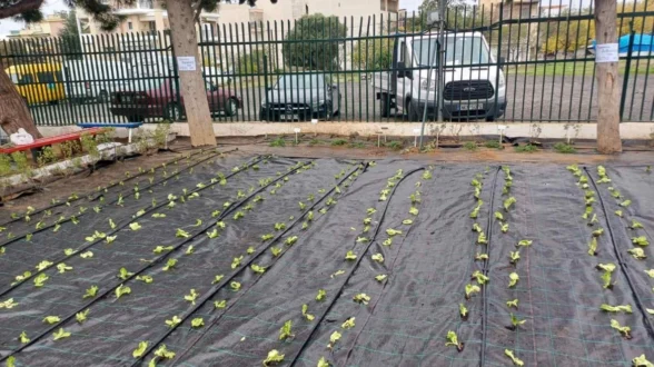 laxanokipos-mathites3