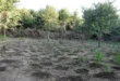 fiteia-narkotika-arta